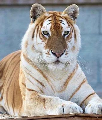 Чёрные тигры» в Индии | Пикабу