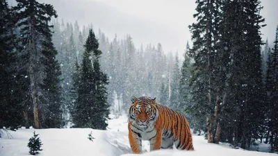 У тигром обнаружены две черты характера