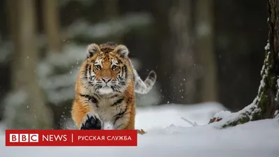 В Ташкентском зоопарке новый обитатель — белый тигрёнок – Новости  Узбекистана – Газета.uz