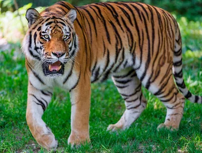 Следы диких маньчжурских тигров обнаружены в горной местности на  северо-востоке Китая - АЗЕРТАДЖ