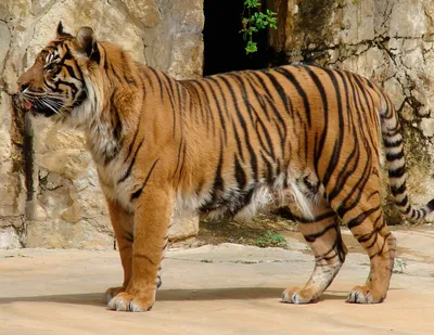 Суматранский тигр — Википедия