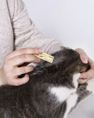 Женщина ища для уха ` S кота для тиканий, блох и лепт Стоковое Изображение  - изображение насчитывающей рассмотрение, опасность: 115544755