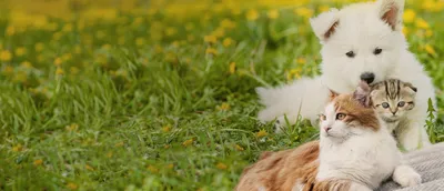 Блохи у кошек - ветеринарные статьи специалистов клиники «Джунгли»