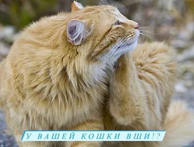 Beaphar Bio Spot On Veto pure Капли от блох, клещей и комаров для кошек  купить в Украине | Зоомагазин Petslike.net