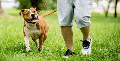 Ответственность за выгул собак без намордника и поводка