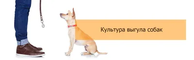 Выгул собак в Киеве: цены и условия услуги - Мегаполис Киев