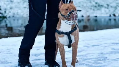 В России введут штрафы за выгул собак без намордника | Вести образования