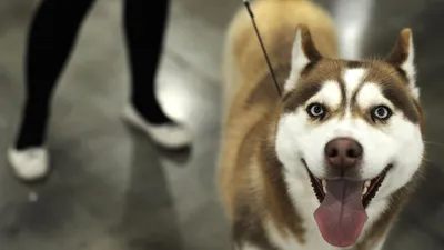 Правила выгула животных в Украине - какой штраф могут получить владельцы  собак | РБК Украина