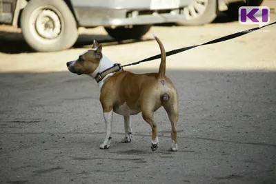 Дело укуса: в РФ хотят ввести штраф за неправильный выгул собак | Статьи |  Известия