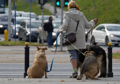 табличка Выгул собак запрещен из ПВХ, 150х200 мм, 15 см, 20 см - купить в  интернет-магазине OZON по выгодной цене (505729014)