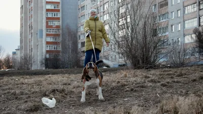 Табличка REXANT ПВХ-запрещающий знак, Выгул собак запрещен, 200х200мм  56-0039-2 - выгодная цена, отзывы, характеристики, фото - купить в Москве и  РФ