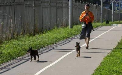 В России введут штрафы за выгул собак без намордников. 6 октября 2023 г.  Кубанские новости