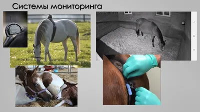 У кобылы после родов твёрдое вымя | Prokoni.ru