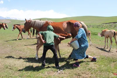 Молоко лошади: состав, свойства, особенности молочного коневодства