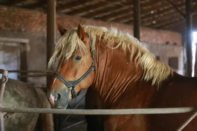 Чувашский конный завод: драгоценные рысаки, жизнь как в санатории и откуда  берутся «дети»