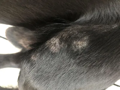 У собаки выпадает шерсть на спине: причины, лечение, профилактика | PetGuru