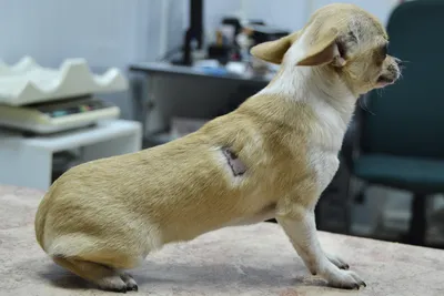 Выпадение шерсти в носу собак и кошек, удаление шерсти у питомцев |  AliExpress