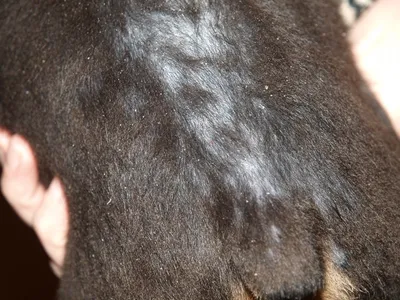 Выпадение шерсти у собаки: причины, лечение | Капитан Рыжебород | Дзен