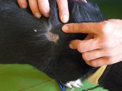 С чем связано выпадение шерсти у собак? Особенности лечения