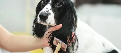 Проблемы с кожей и шерстью у собаки – Барон | Грумінг салон