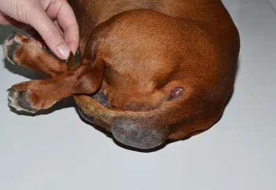 У собаки сильно лезет шерсть - «Айболит Плюс» - сеть ветеринарных клиник