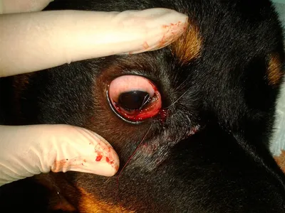 Пролапс слезной железы третьего века | Офтальмологическое отделение  ветеринарной клиники