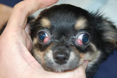 Выпадение (пролапс) третьего века у собак - ветеринарная офтальмология Реком