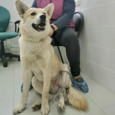 Лечение перелома лапы у собак - статьи о лечении в ветеринарной клинике  Dr.Vetson