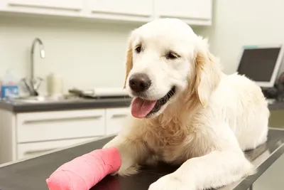 Перелом у собаки, восстановление (реабилитация) собак после перелома лапы