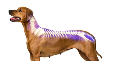 У собаки отказали задние лапы - причины, лечение. Что делать, если у собаки  отказали задние лапы - Сеть Ветеринарных Центров \"МЕДВЕТ\"