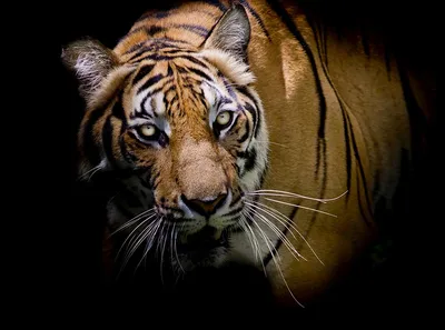 Взгляд тигра фото 