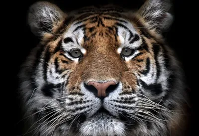 Фотообои \"Грозный взгляд тигра\" - Арт. 180197 | Купить в интернет-магазине  Уютная стена