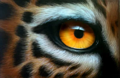 Купить картина по номерам Цветной Взгляд тигра, 30x40, цены на Мегамаркет |  Артикул: 600001083632