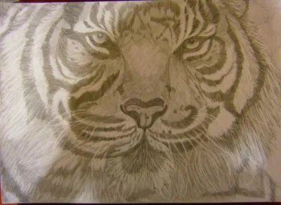 Постер Взгляд Тигра (Eye of Tiger) купить в интернет магазине | Цена 310  руб | Тигр