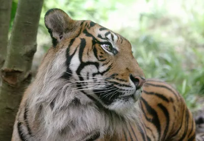 Фотообои Пристальный взгляд тигра», (арт. 0431) - купить в  интернет-магазине Chameleon