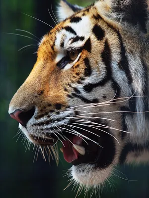 Хищный умный взгляд тигра - обои на телефон
