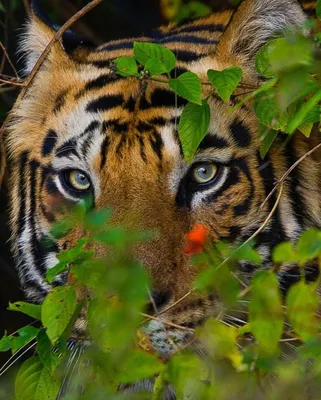 Взгляд тигра на инспектора охотнадзора | Пикабу