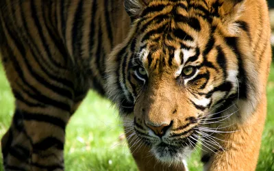 Пазл взгляд тигра - разгадать онлайн из раздела \"Животные\" бесплатно