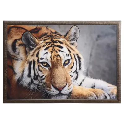 Взгляд тигра - Русская искусница