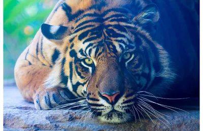 Фотокартина ”Взгляд тигра 2” для интерьера, купить