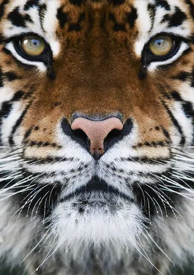 Фотография тигра с вызывающим взглядом | Тигра с оскалом Фото №519079  скачать