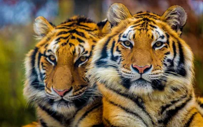 Картина с тигром \"Взгляд тигра\". Картина тигр купить в интернет-магазине  Ярмарка Мастеров по цене 3000 ₽ – JQQJERU | Картины, Самара - доставка по  России