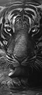Купить постер \"Пронзительный взгляд тигра рядом с надписью \"wildlife  tiger\"\" с доставкой недорого | Интернет-магазин \"АртПостер\"