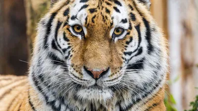 Вид Сбоку Уходящего Тигра Изолированного Белом стоковое фото ©lifeonwhite  388193992