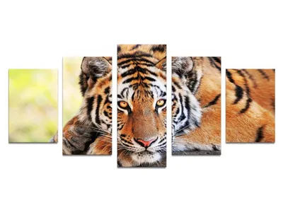 Схема для вышивки А-3 бисером на атласе взгляд тигра купить по цене 0.00  грн в магазине рукоделия 100 идей
