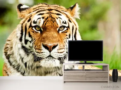 Обои тигр, взгляд, хищник, животное, дикая природа, лапы картинки на  рабочий стол, фото скачать бесплатно