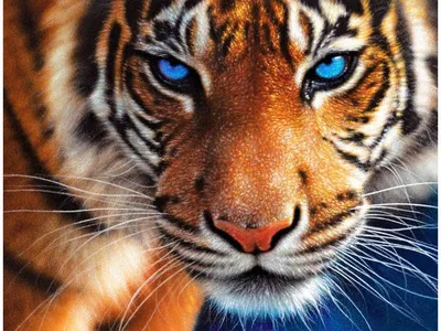 Глаз Тигра — стоковые фотографии и другие картинки Агрессия - Агрессия,  Бенгальский тигр, Большой - iStock