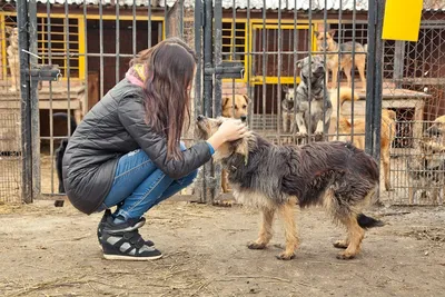 Взять собаку из приюта фото 