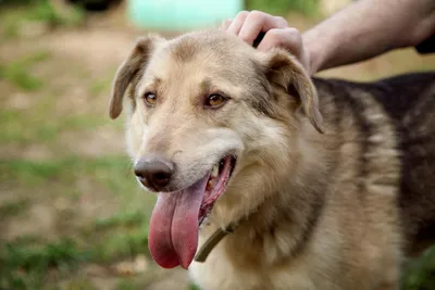 Как взять собаку из приюта? — Помощь бездомным беспородным животным
