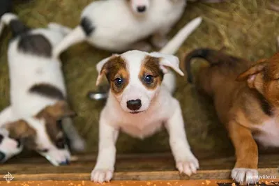Блог VETPLUS - Что лучше: взять собаку из приюта или купить щенка?
